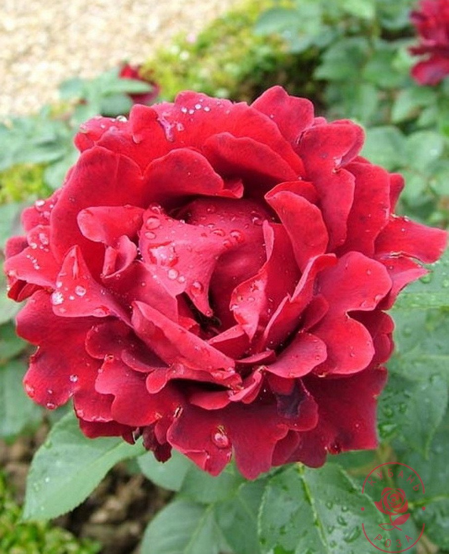 Роза флорибунда Барбара
