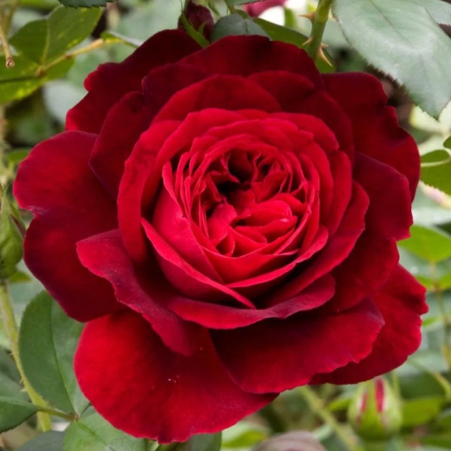 Роза LD Braithwaite