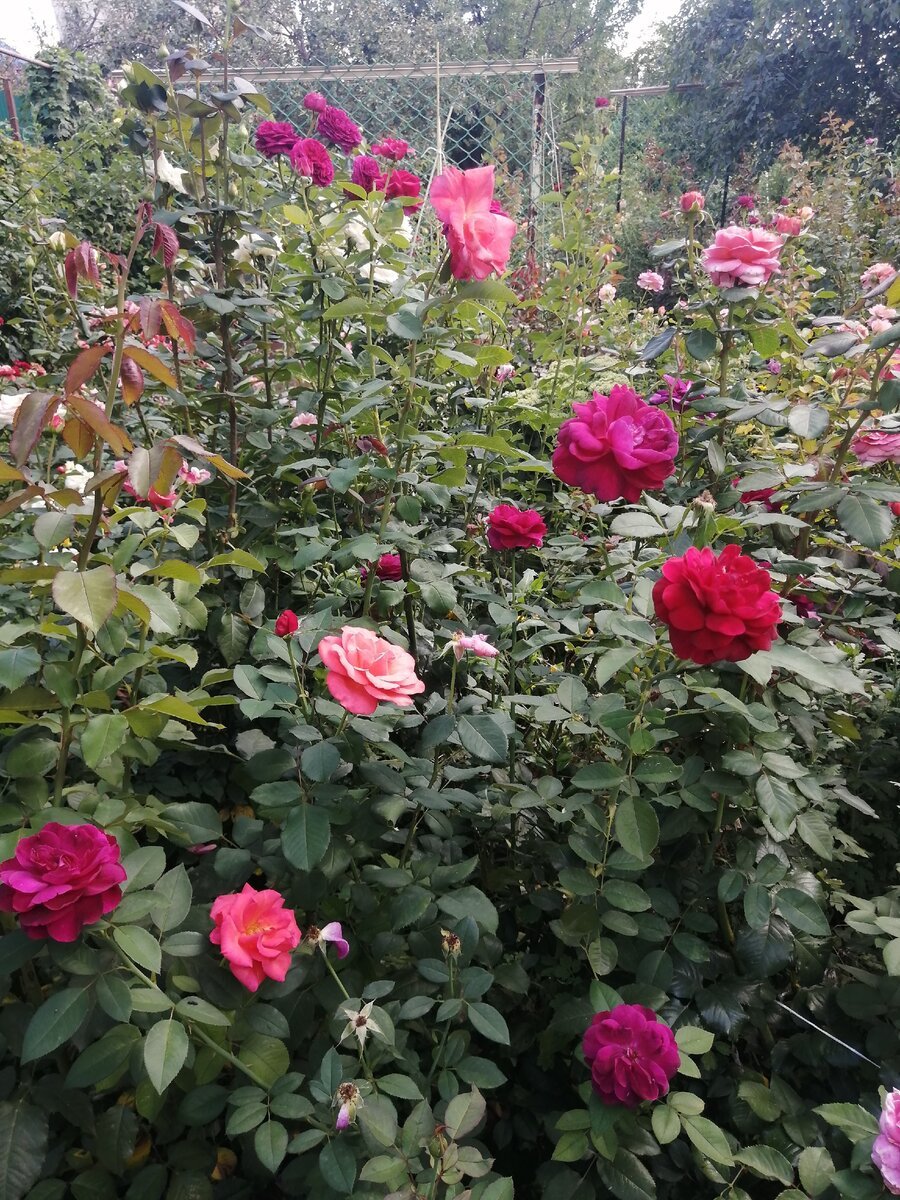 Роза Парковая Дарси Бассел
