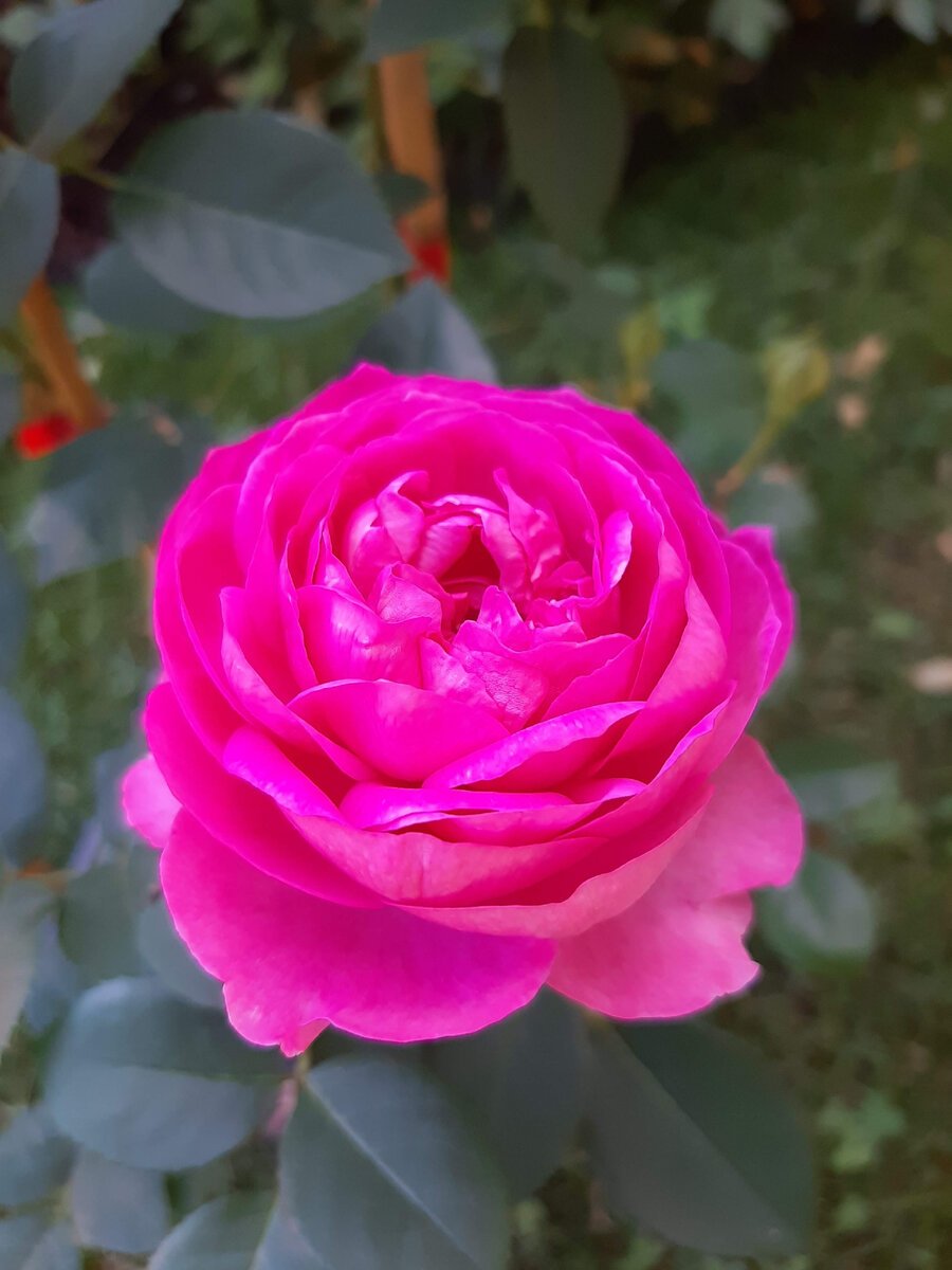 Роза лилак топаз