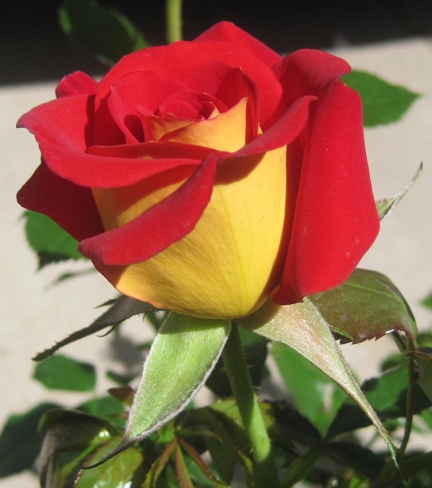Роза мустард
