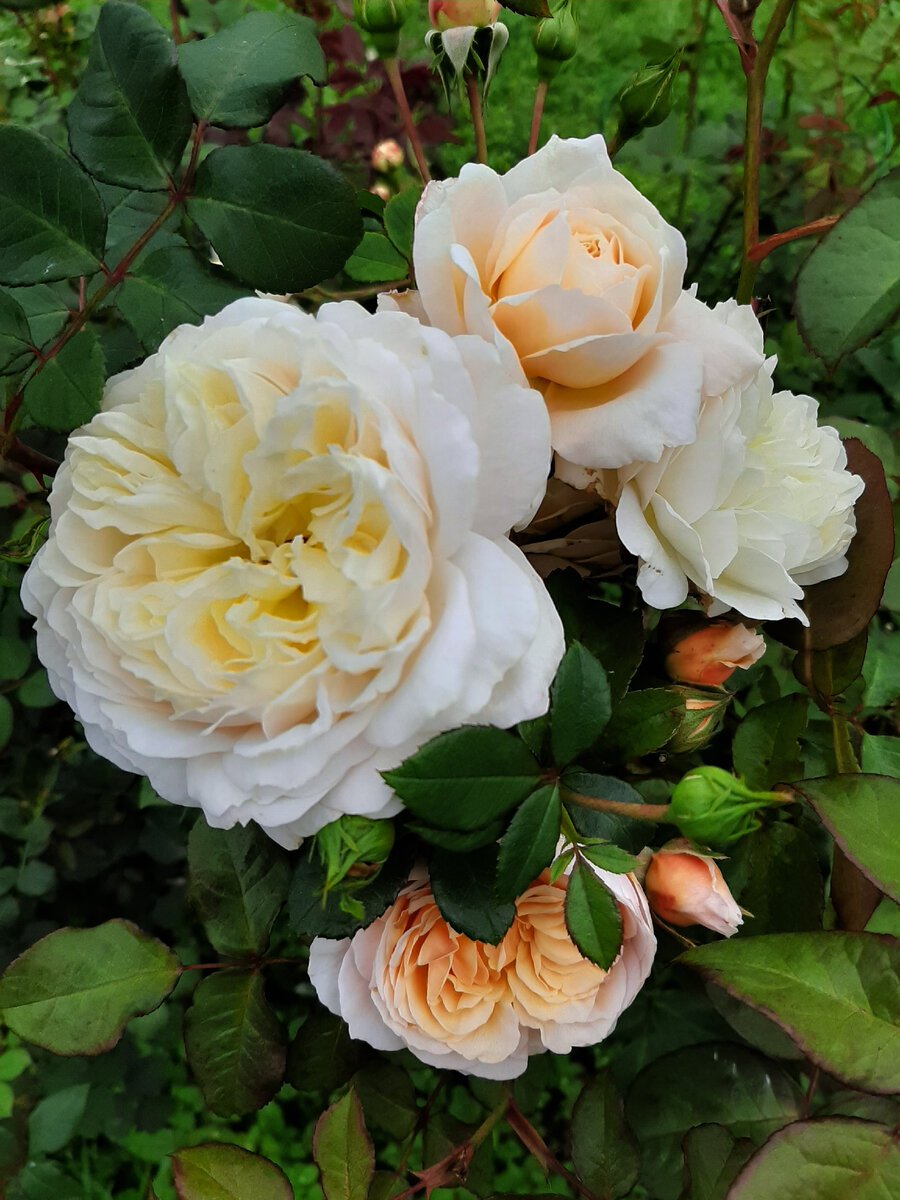 Роза английская Парковая Джульетта