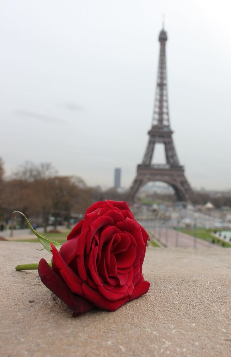 Роза и Эйфелева башня