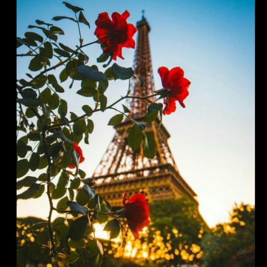 Символ Парижа цветок