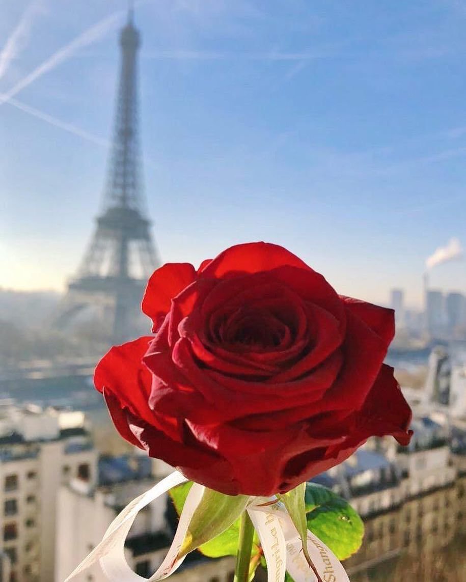 Роза красный Париж