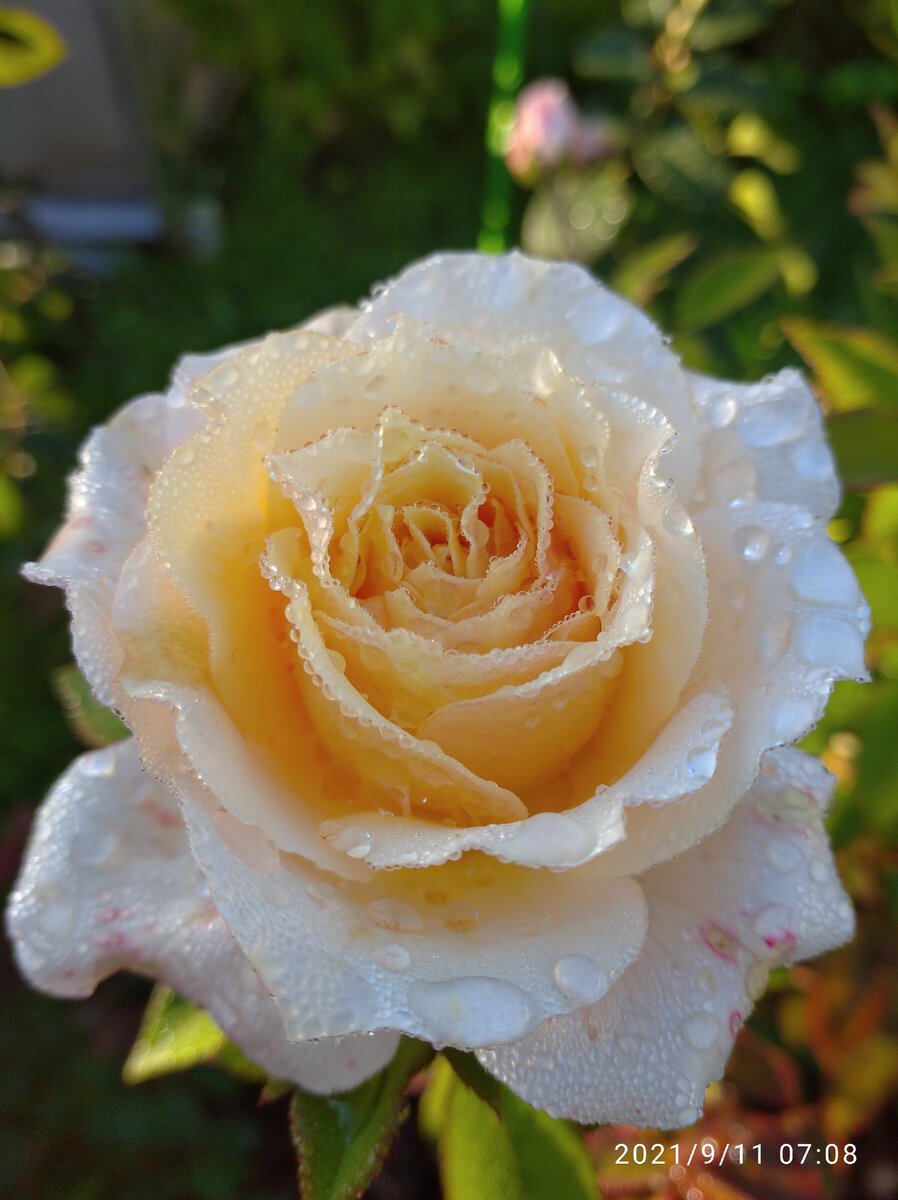 Лион роуз роза