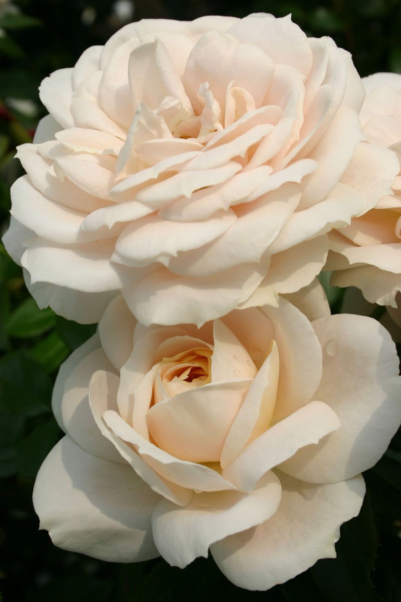 Лионс Роуз Lions Rose роза