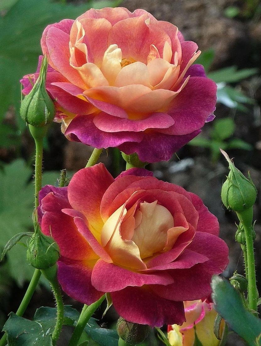 Роза шраб Приёр де Сан-косм (Prieure de St Cosme)