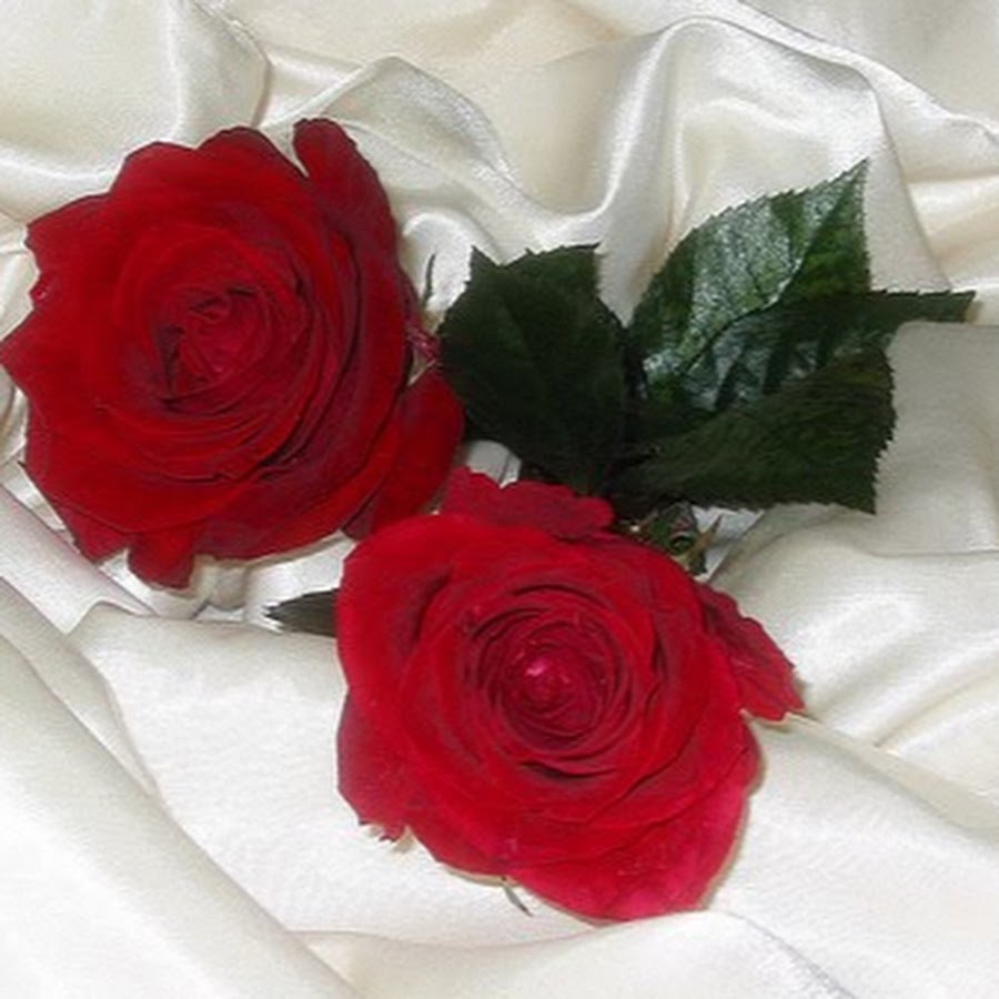 Красивые розы лежат на столе