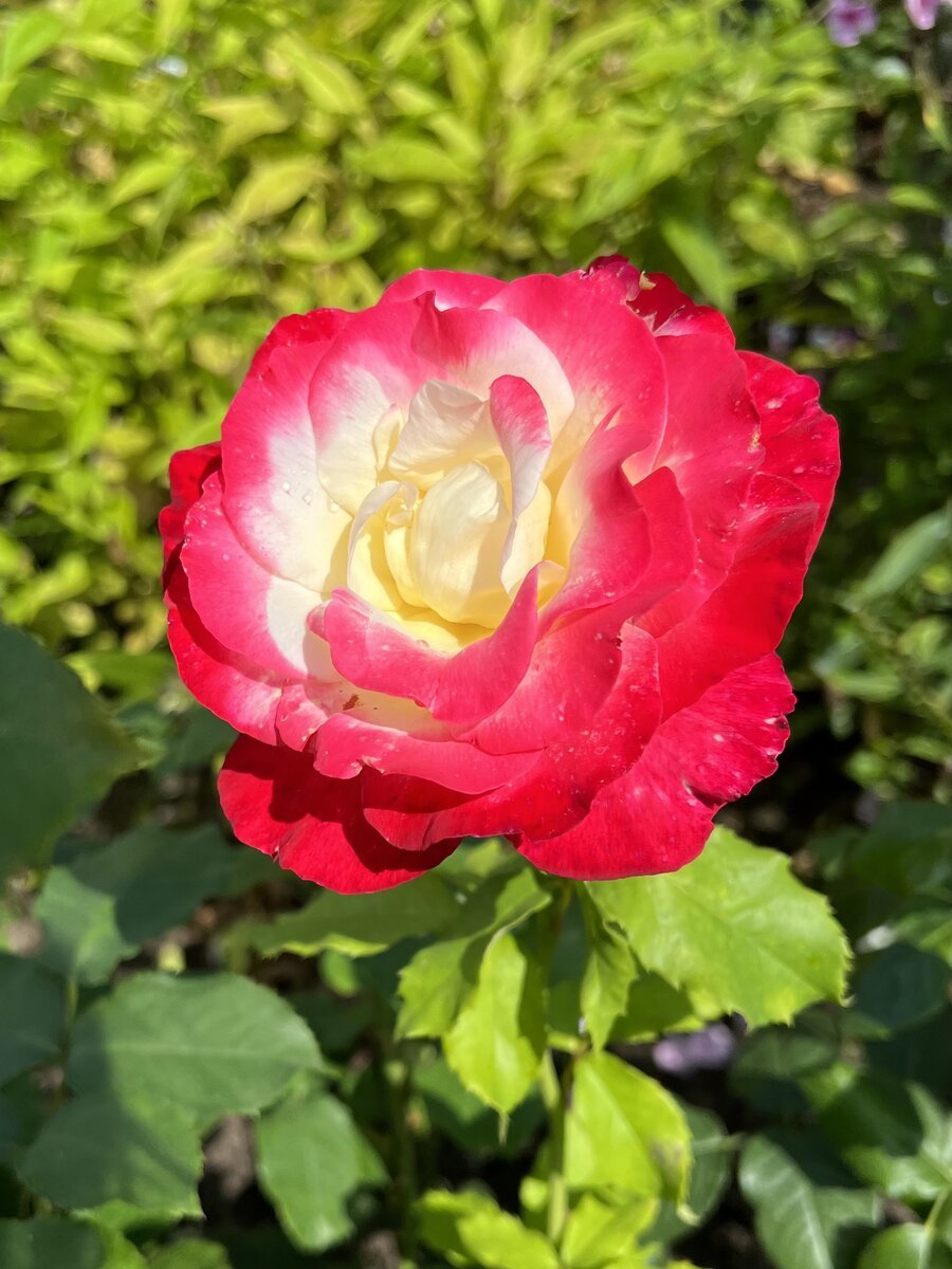 Колорит роз