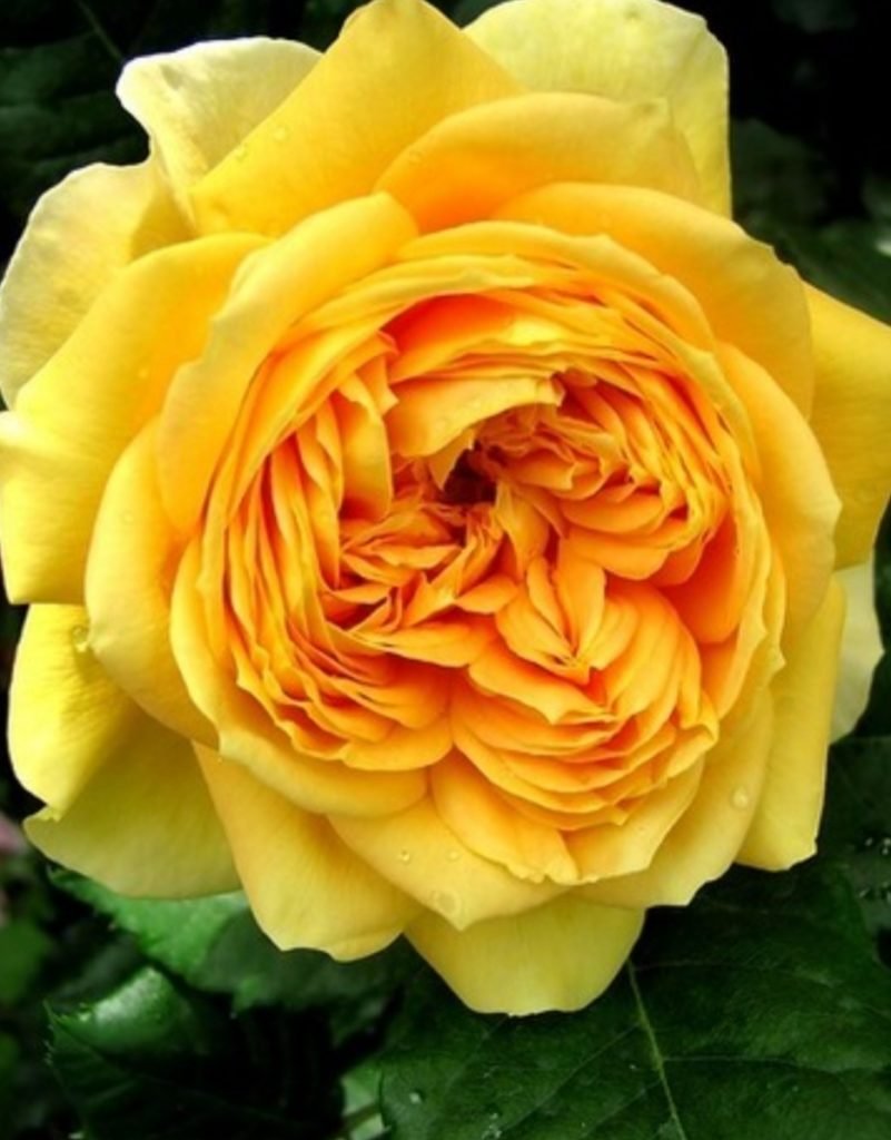 Golden Zest роза