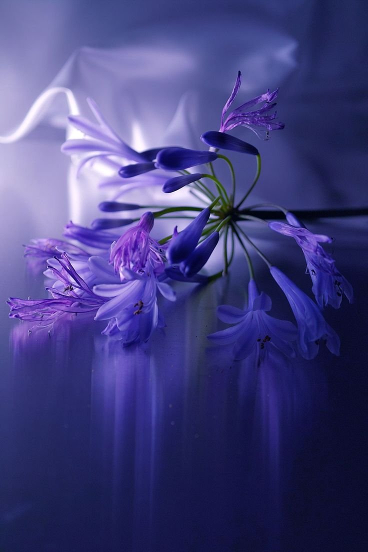 Сиреневые и фиолетовые цветы