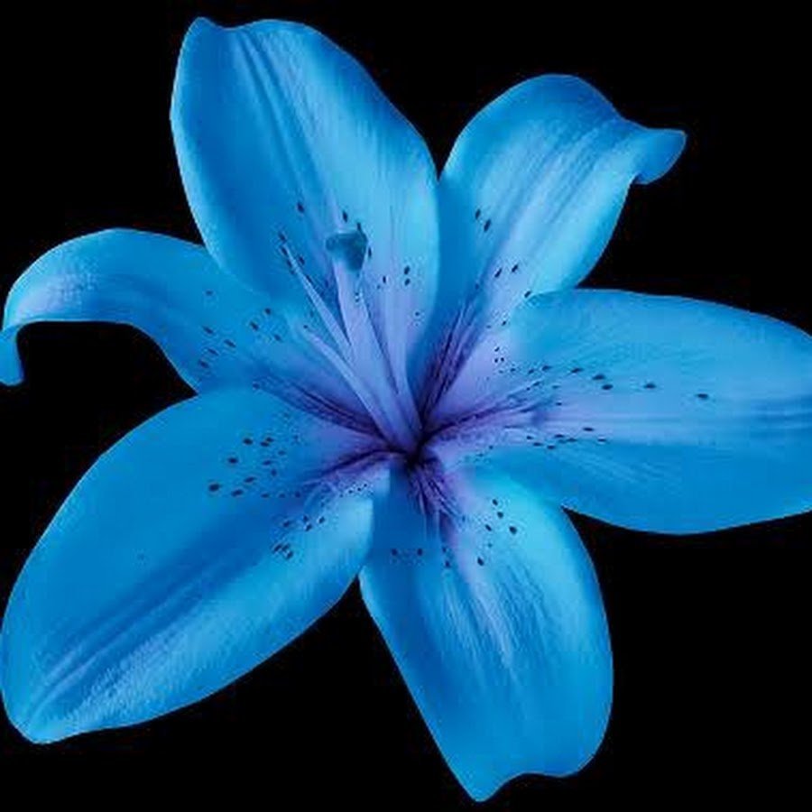 Синяя Лилия лиловая Блу