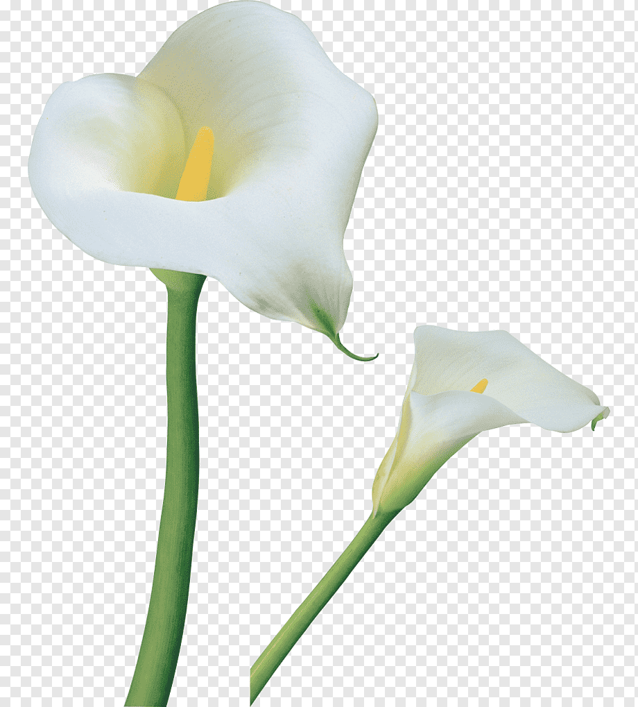 Цветок белая Калла Лилия