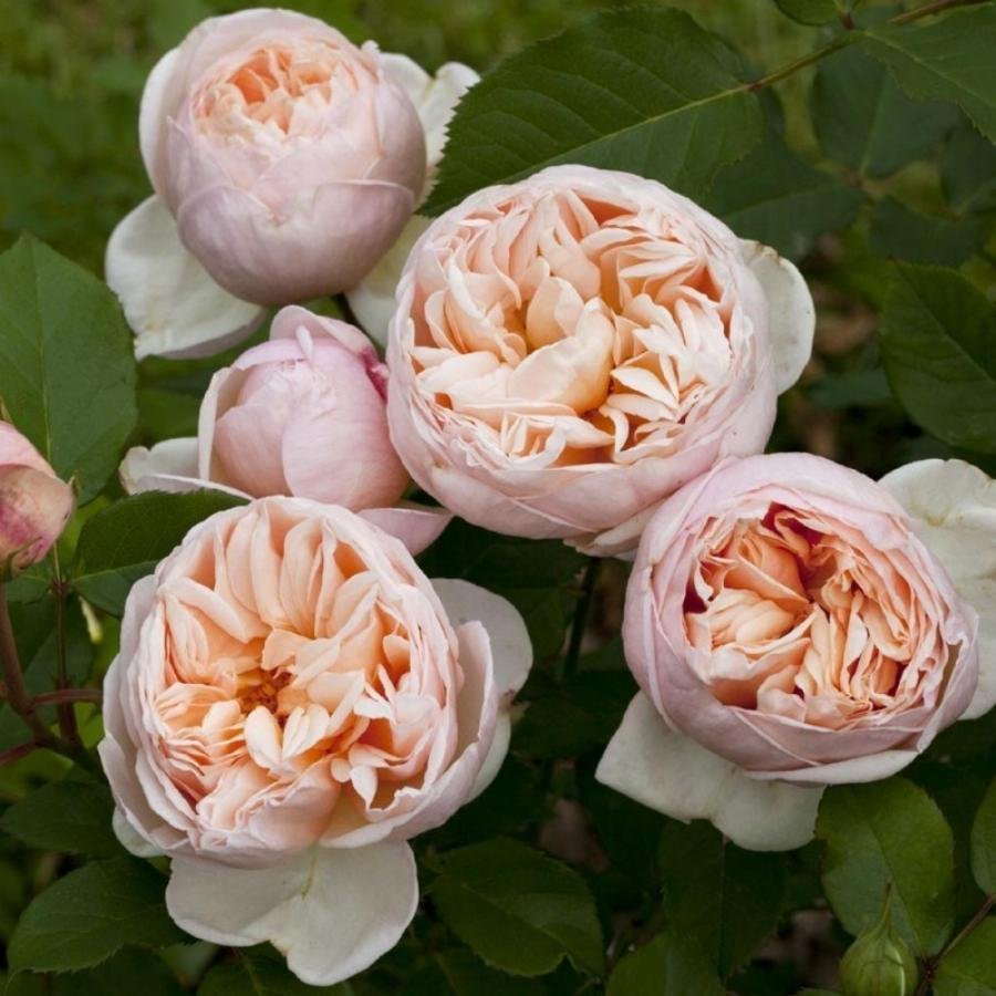 Belle Romantica (Alexandrine) роза