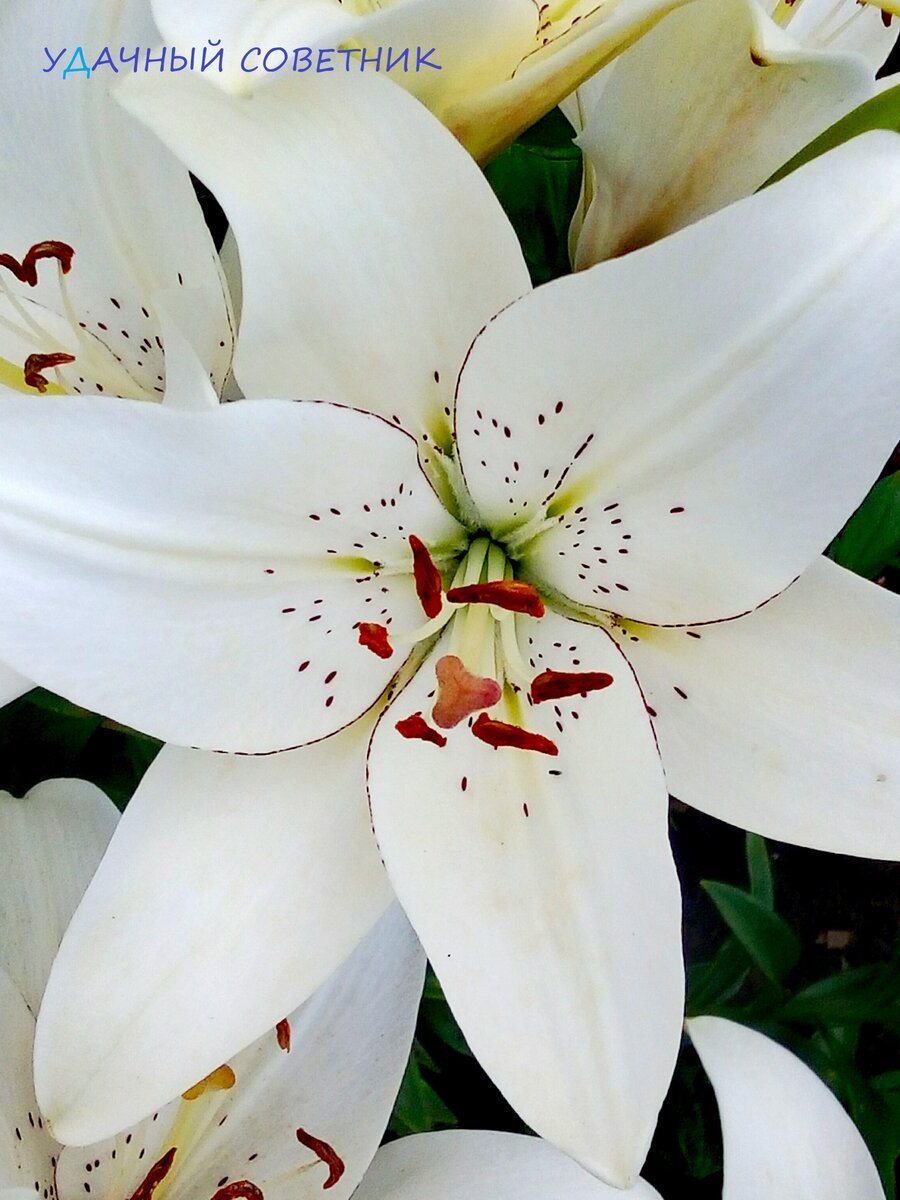 Лилия белая Садовая