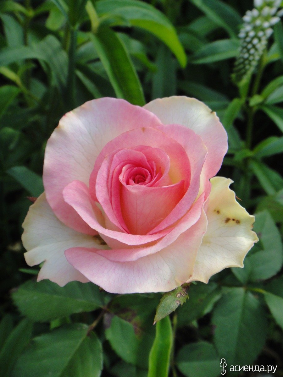 Роза Malibu
