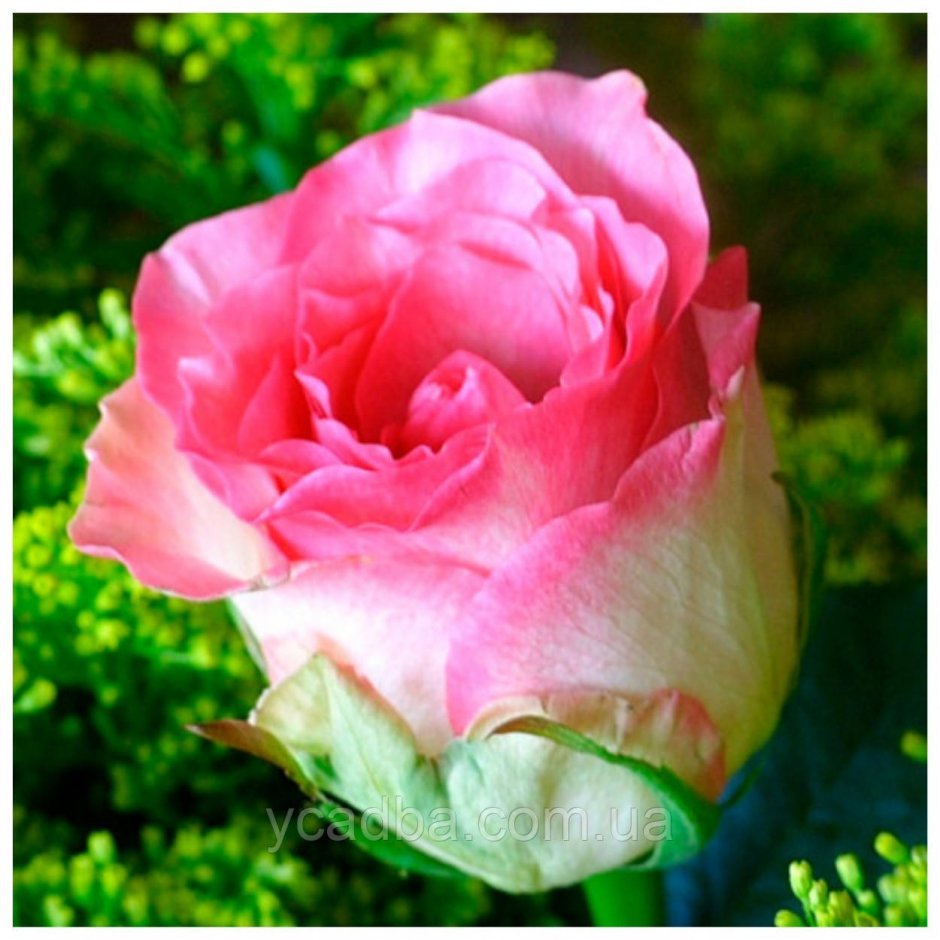 Сорт розы Малибу