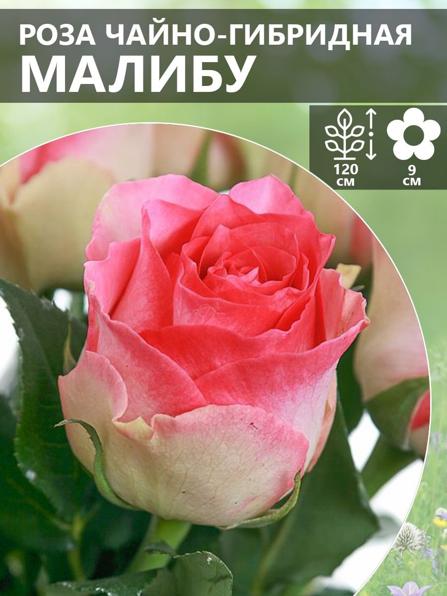 Сорт розы Малибу