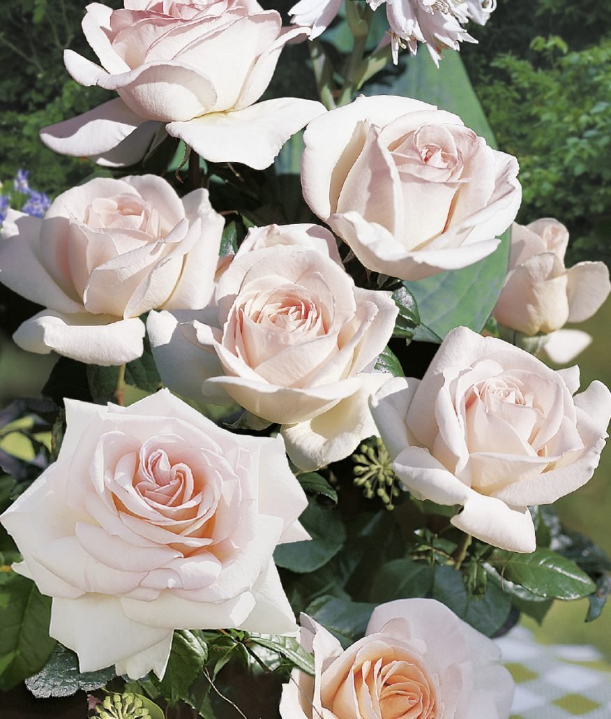 Роза чайно-гибридная принц Жардиньер (Prince jardinier)