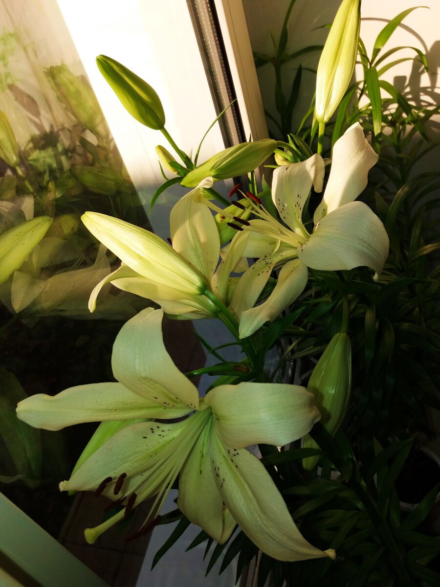Мексиканская Лилия комнатное растение