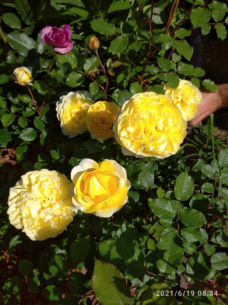 Gene Tierney роза