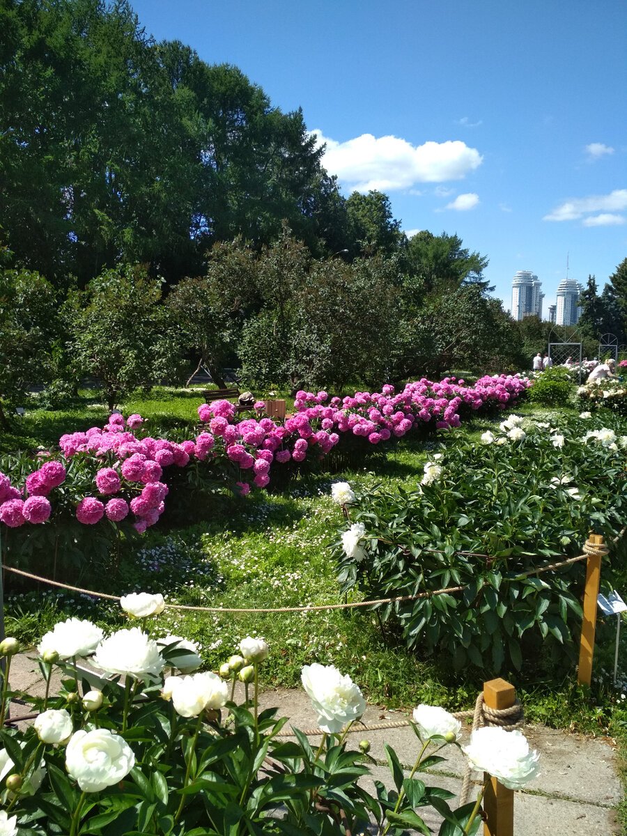 Сад пионов Ботанический сад
