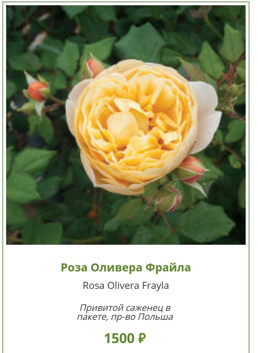 Розы Оливера Frayla