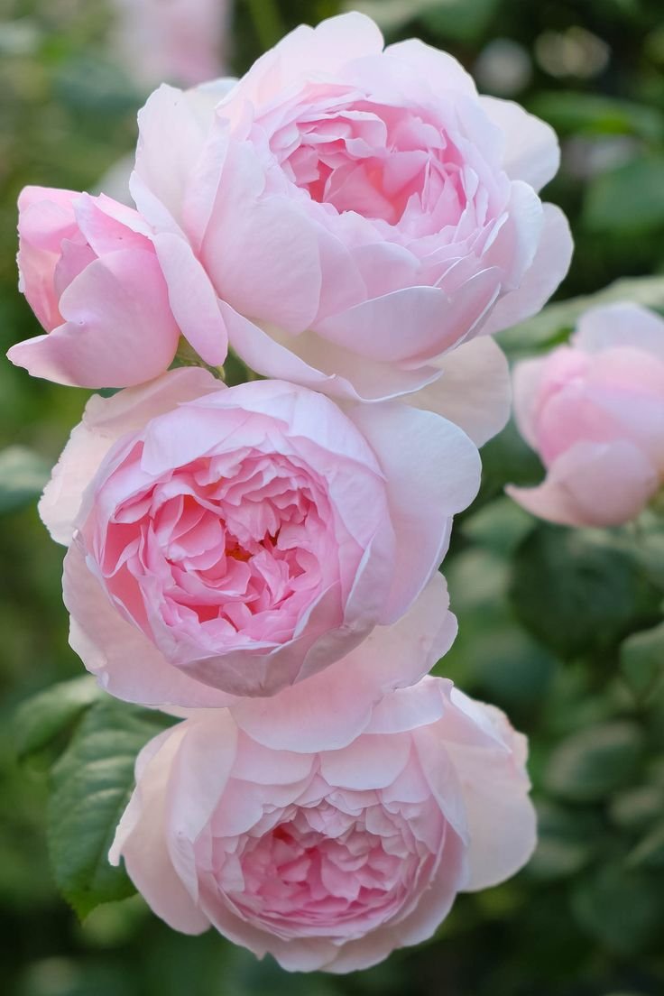 Роза Остина розовая