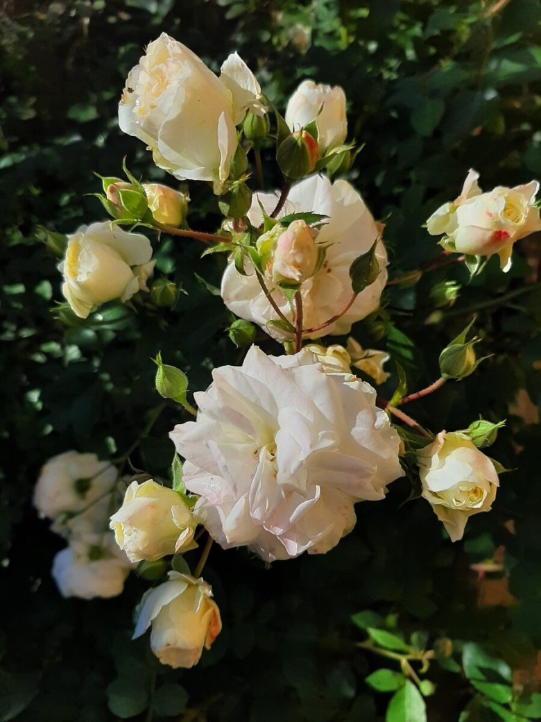 Роза Ибица флорибунда