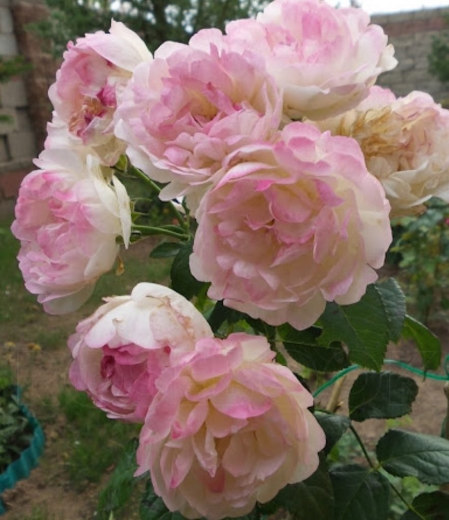 IMCA Marina роза