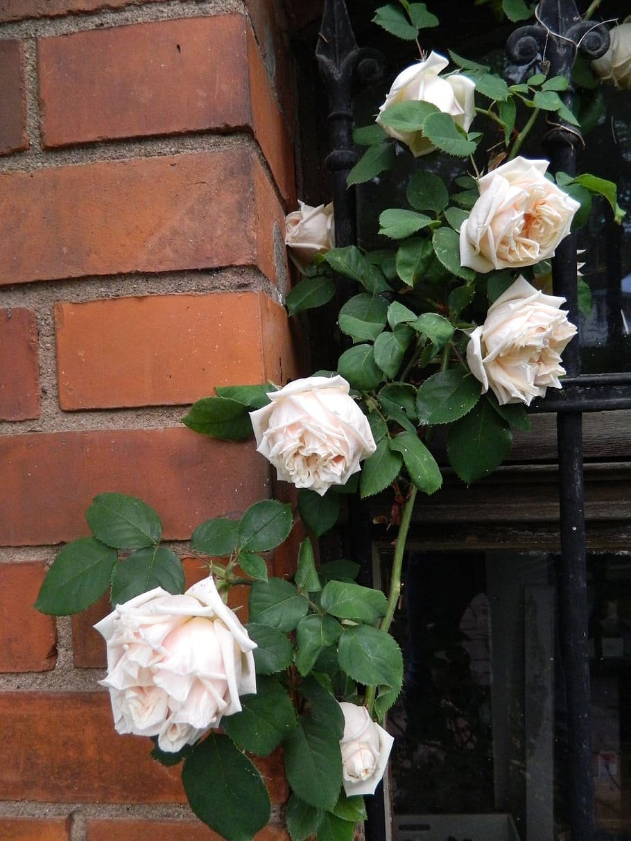 Роза романтик плетистая