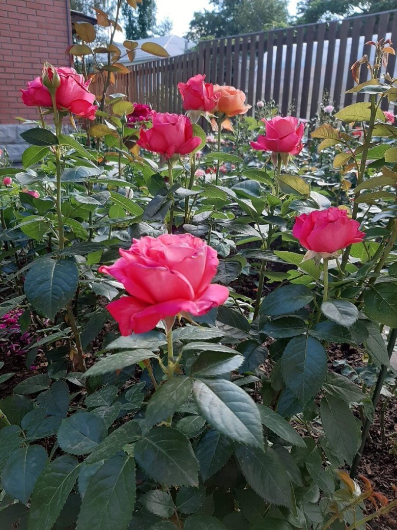 Роза чайно-гибридная черри о