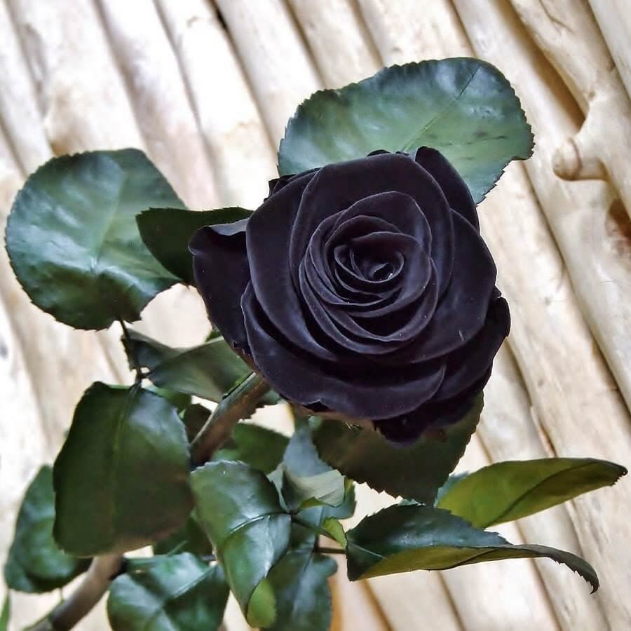 Черная роза Halfeti