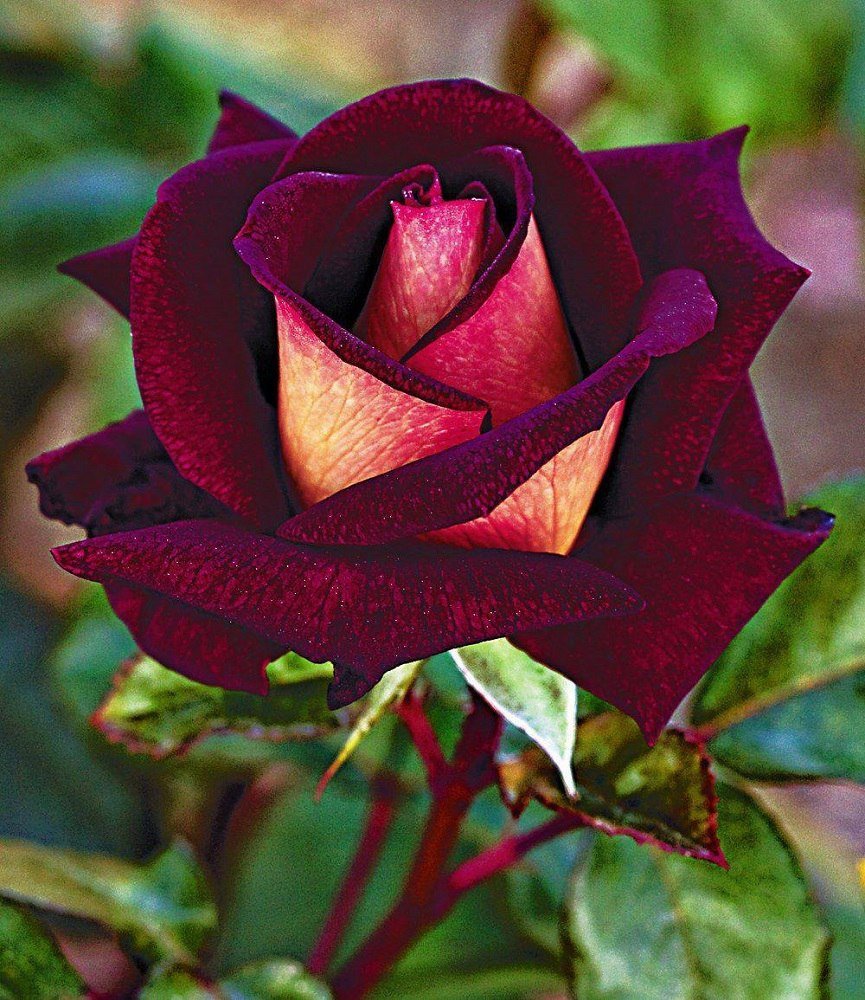 Роза чайно-гибридная Леонидас