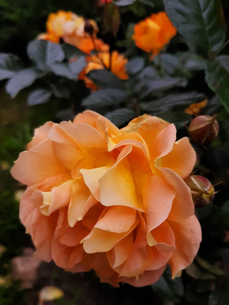 Розы флорибунда голделс Сибирский сад