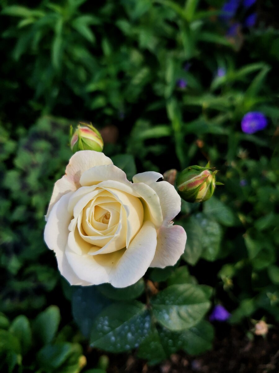 Роза плетистая сорт Пале рояль