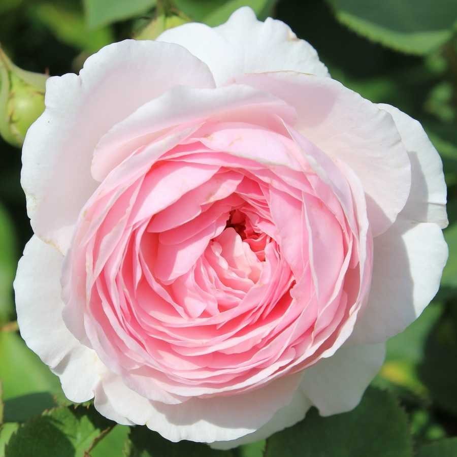 Оливия роза Остина