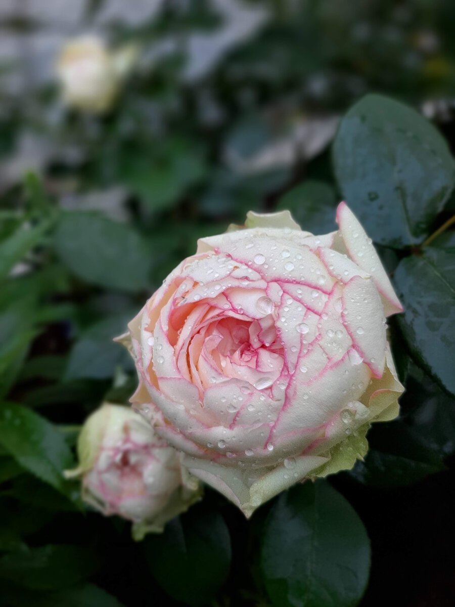 Бидермайер роза