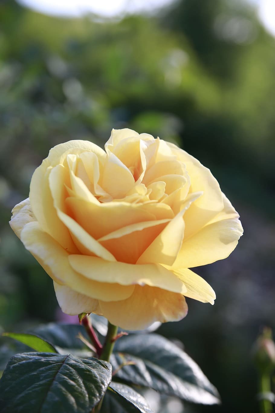 Роза ботаника флорибунда