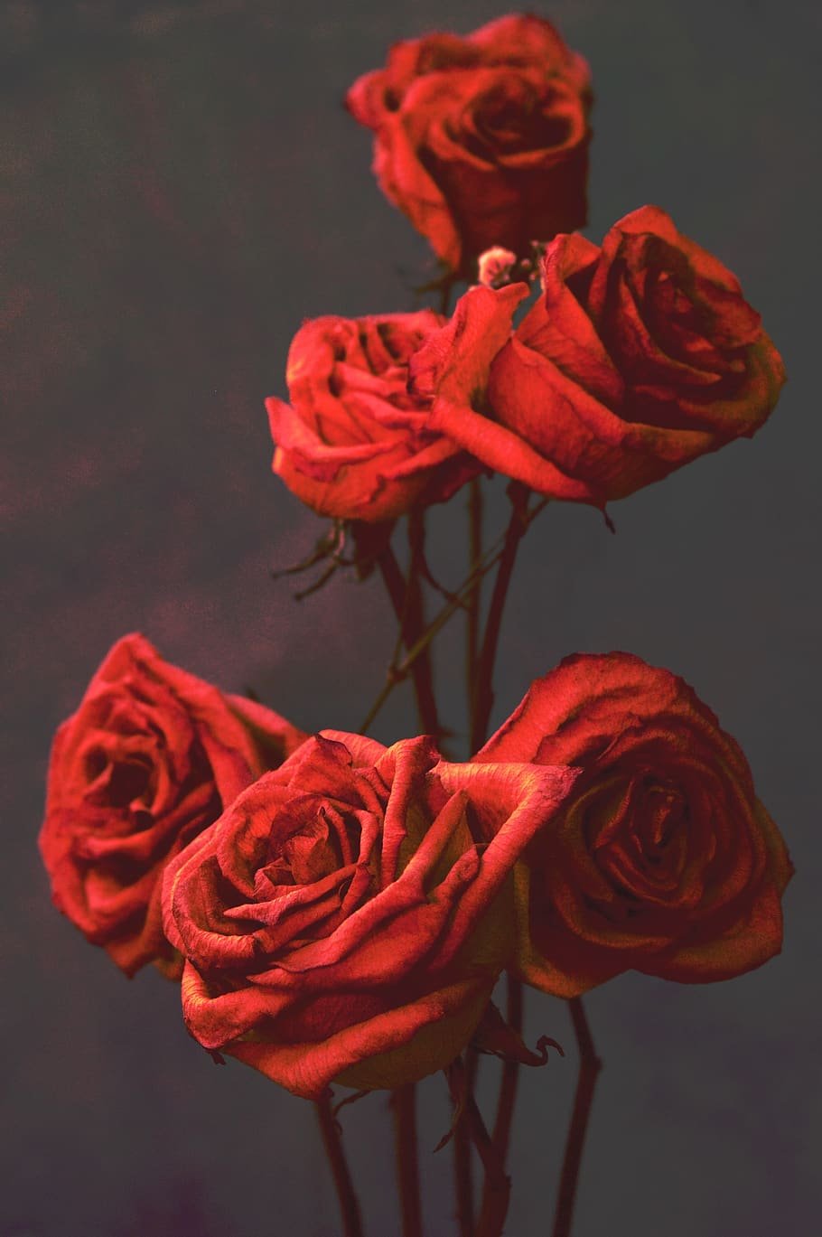 Бутылочная роза цветок