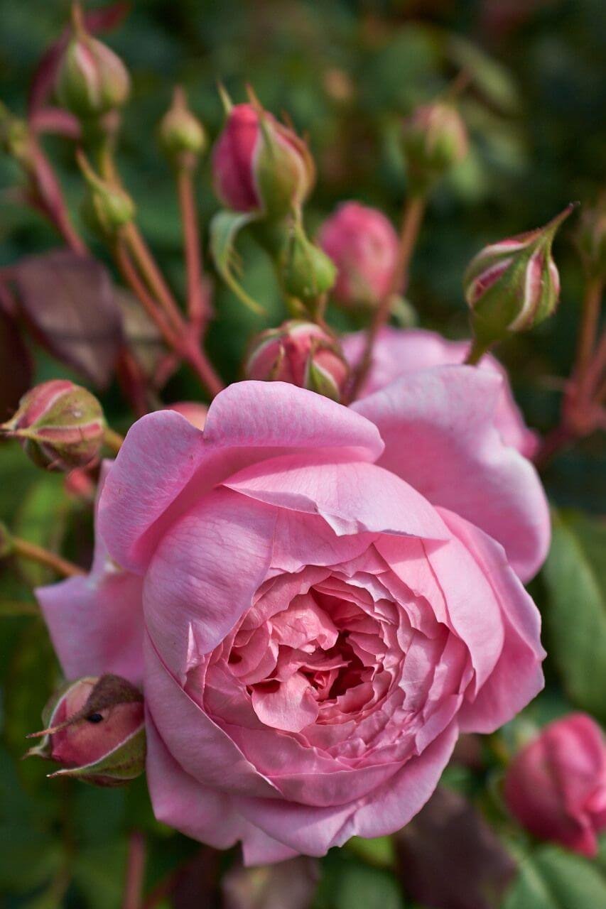 Alan Titchmarsh роза