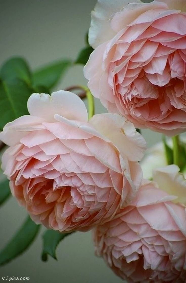 Английские розы розовая Уильям Моррис