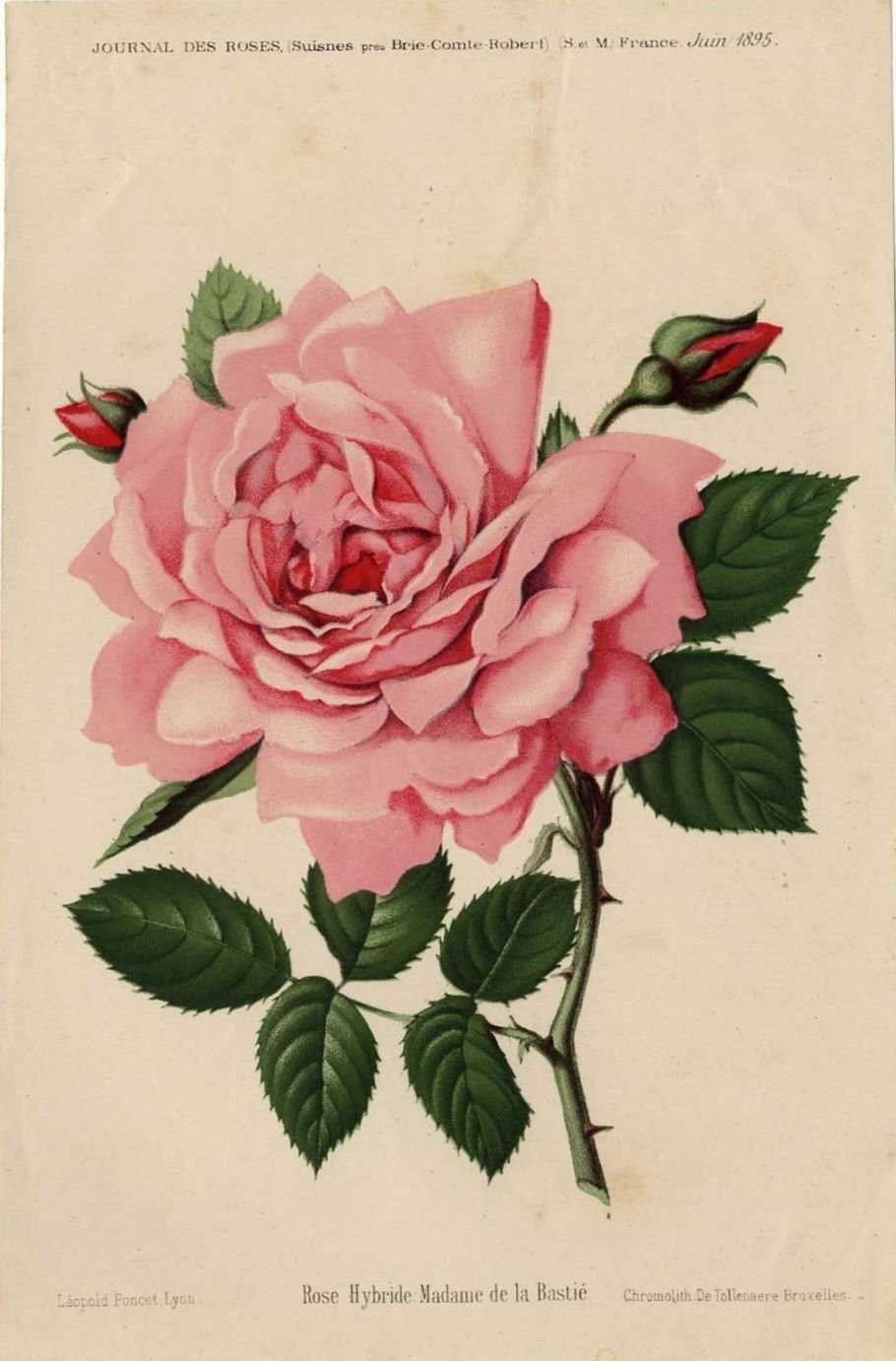 Роза мадам де Бовуар