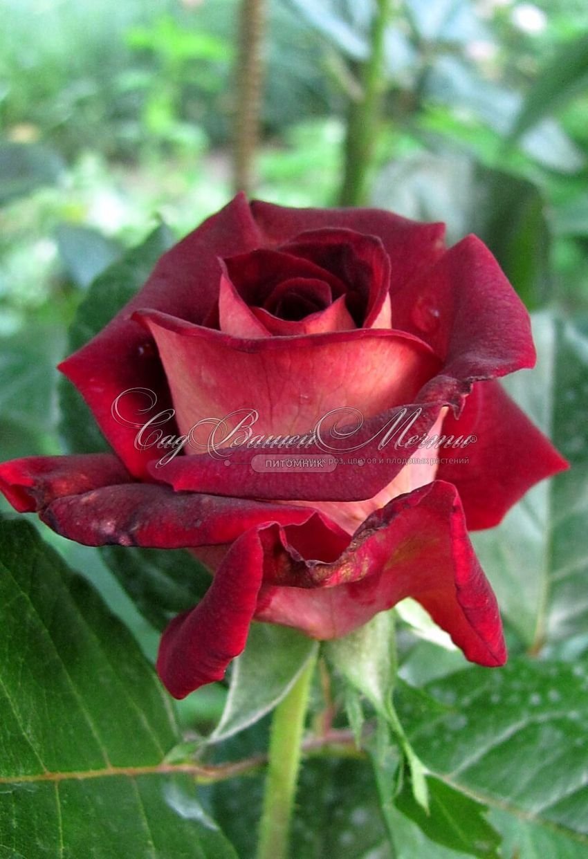 Eddy Mitchell "Эдди Митчел" роза чайно-гибридная