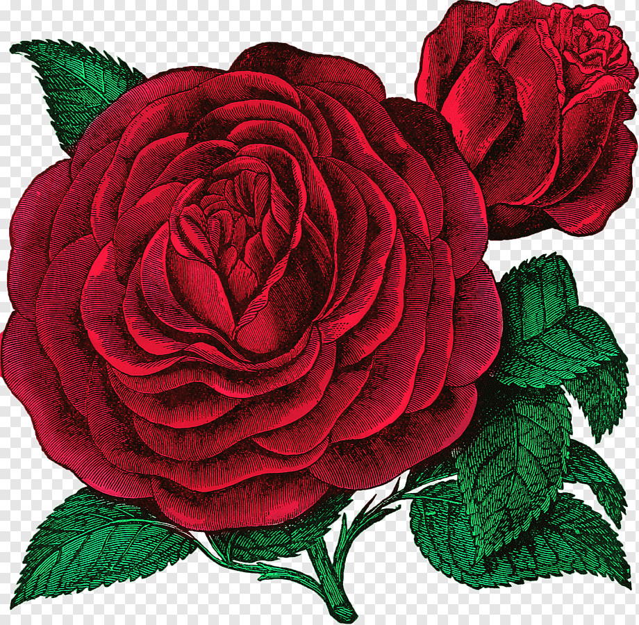 Роза иллюстрация
