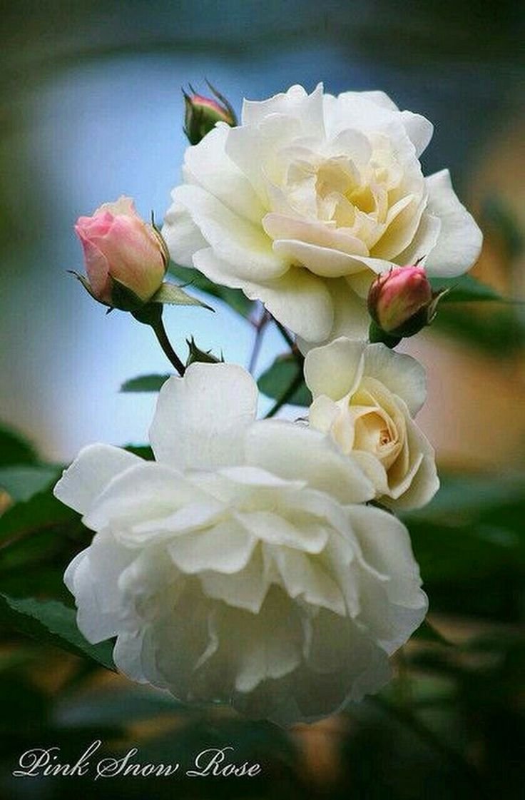 Очень красивые чайные розы