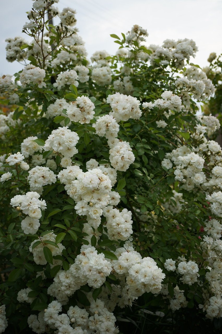 Мускусная роза гирлянд де Амур