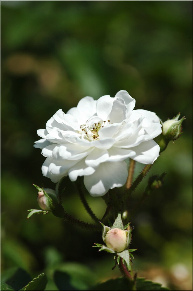 Зимостойкость розы гирлянд де Амур