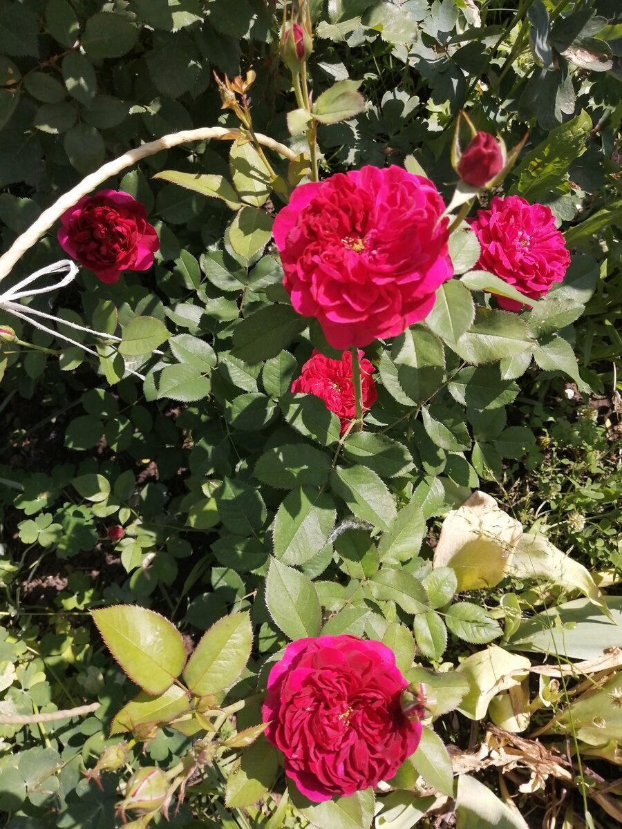 Роза английская (шраб) Дарси Басселл